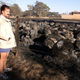 South Africa to expropriate land without compensation, as Zimbabwe backtracks on seizing white farms